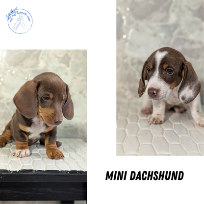 MINI DACHSHUND (MAR 23) MALES