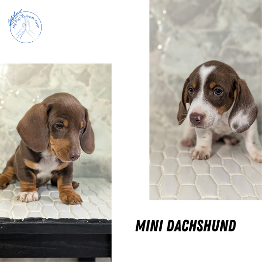MINI DACHSHUND (MAR 23) MALES