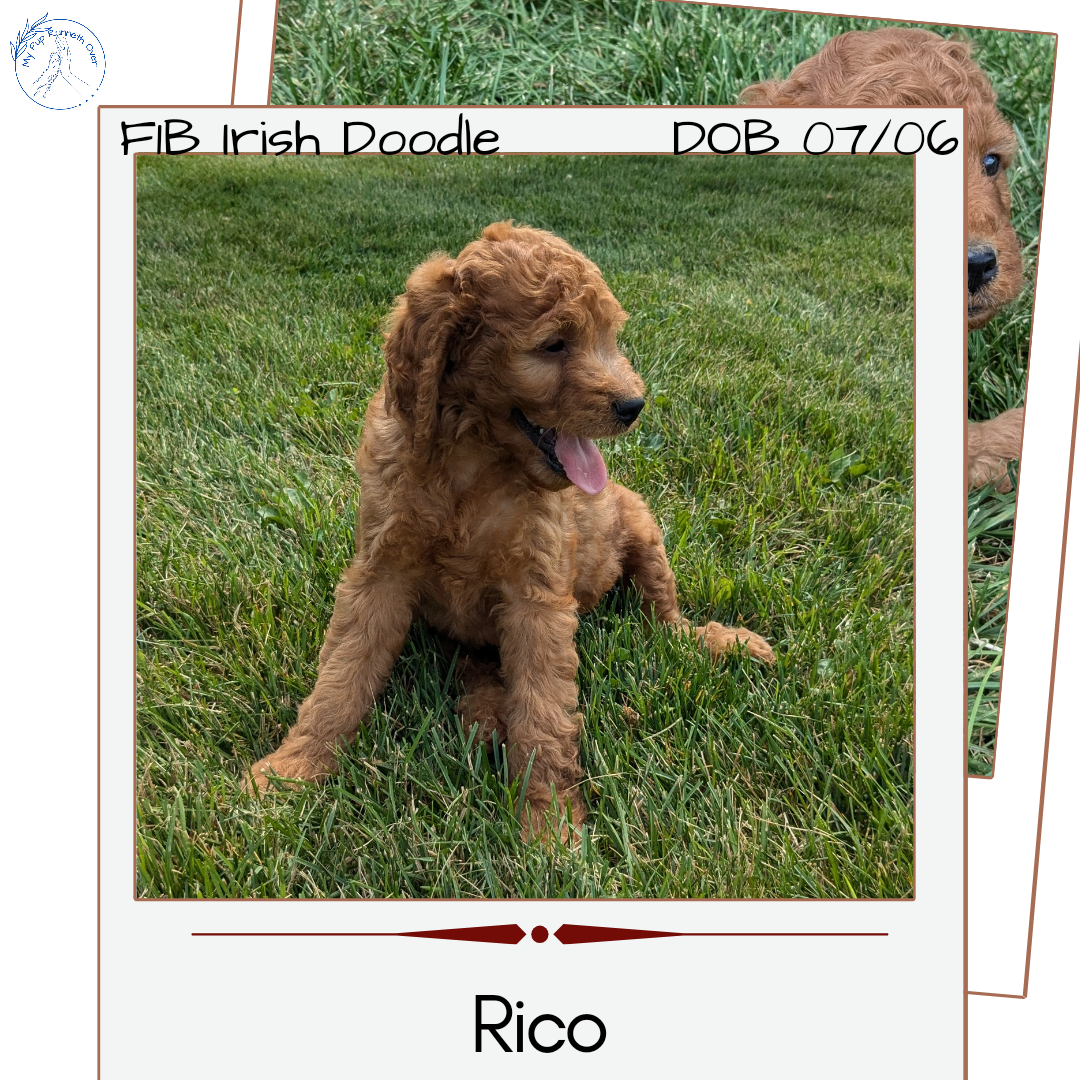 IRISH DOODLE (07/06) MALE