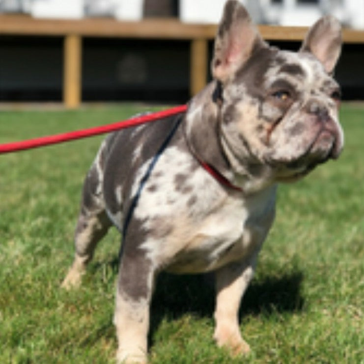 Fireline Frenchies Otis 