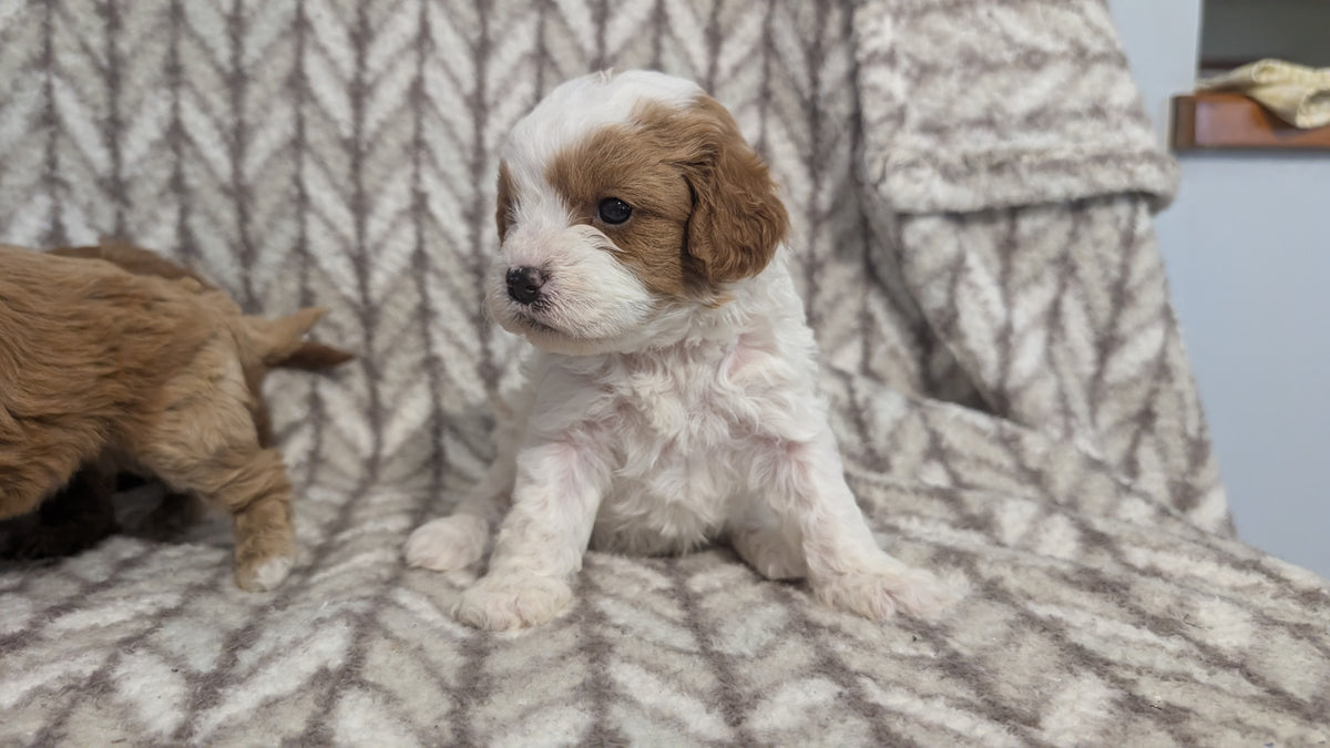 CavaPoos Born January 29 – My Pup Runneth Over
