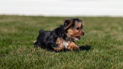 YORKSHIRE TERRIER (DEC 24) MALES
