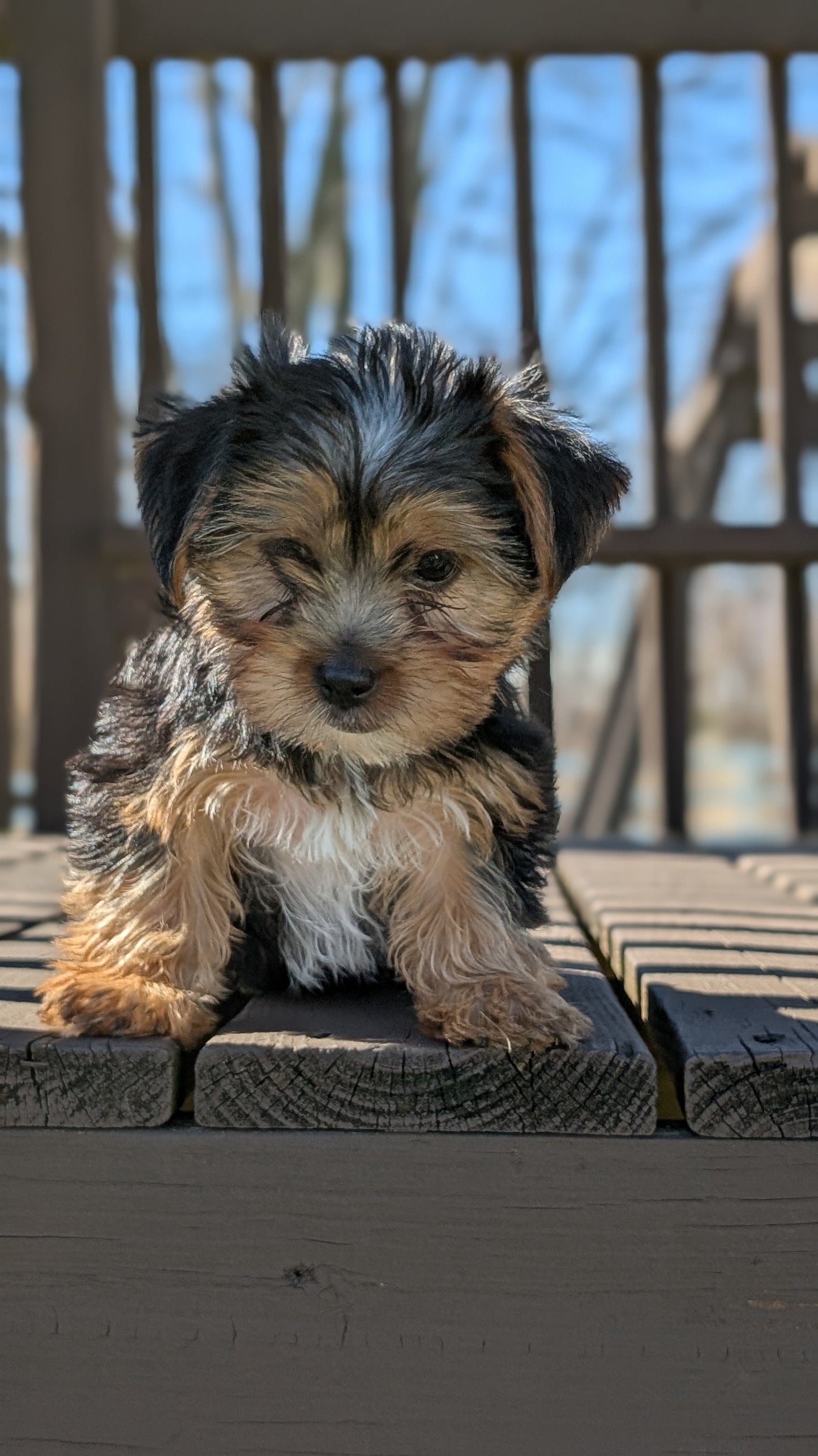YORKSHIRE TERRIER (DEC 24) MALES