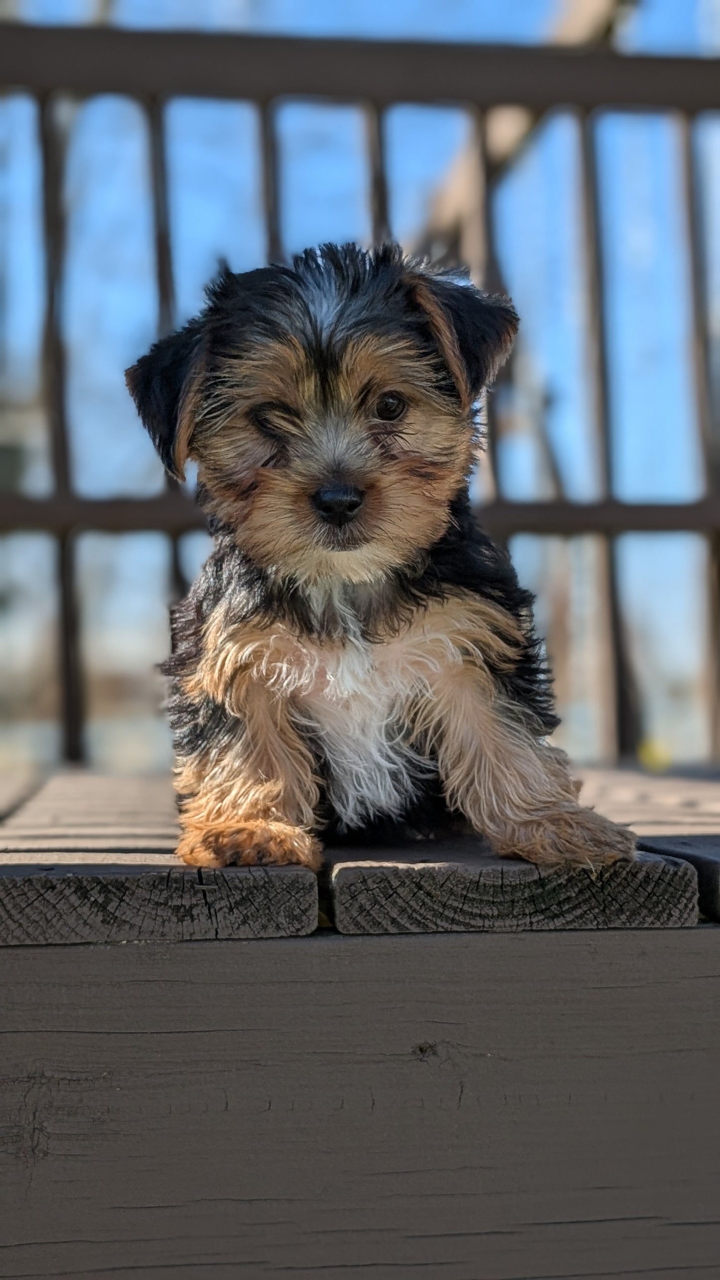 YORKSHIRE TERRIER (DEC 24) MALES