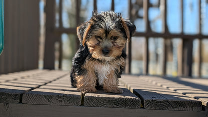 YORKSHIRE TERRIER (DEC 24) MALES