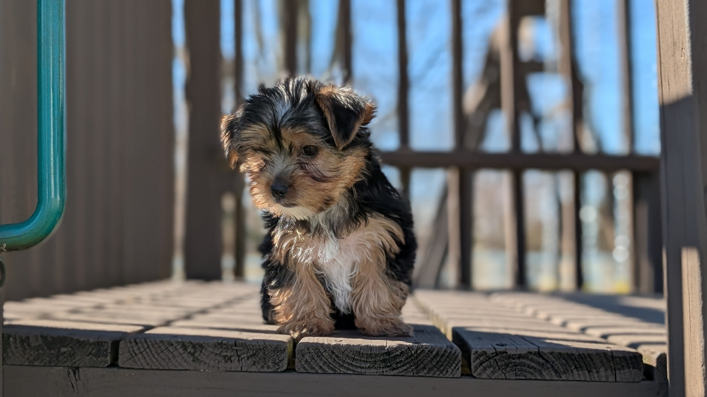 YORKSHIRE TERRIER (DEC 24) MALES
