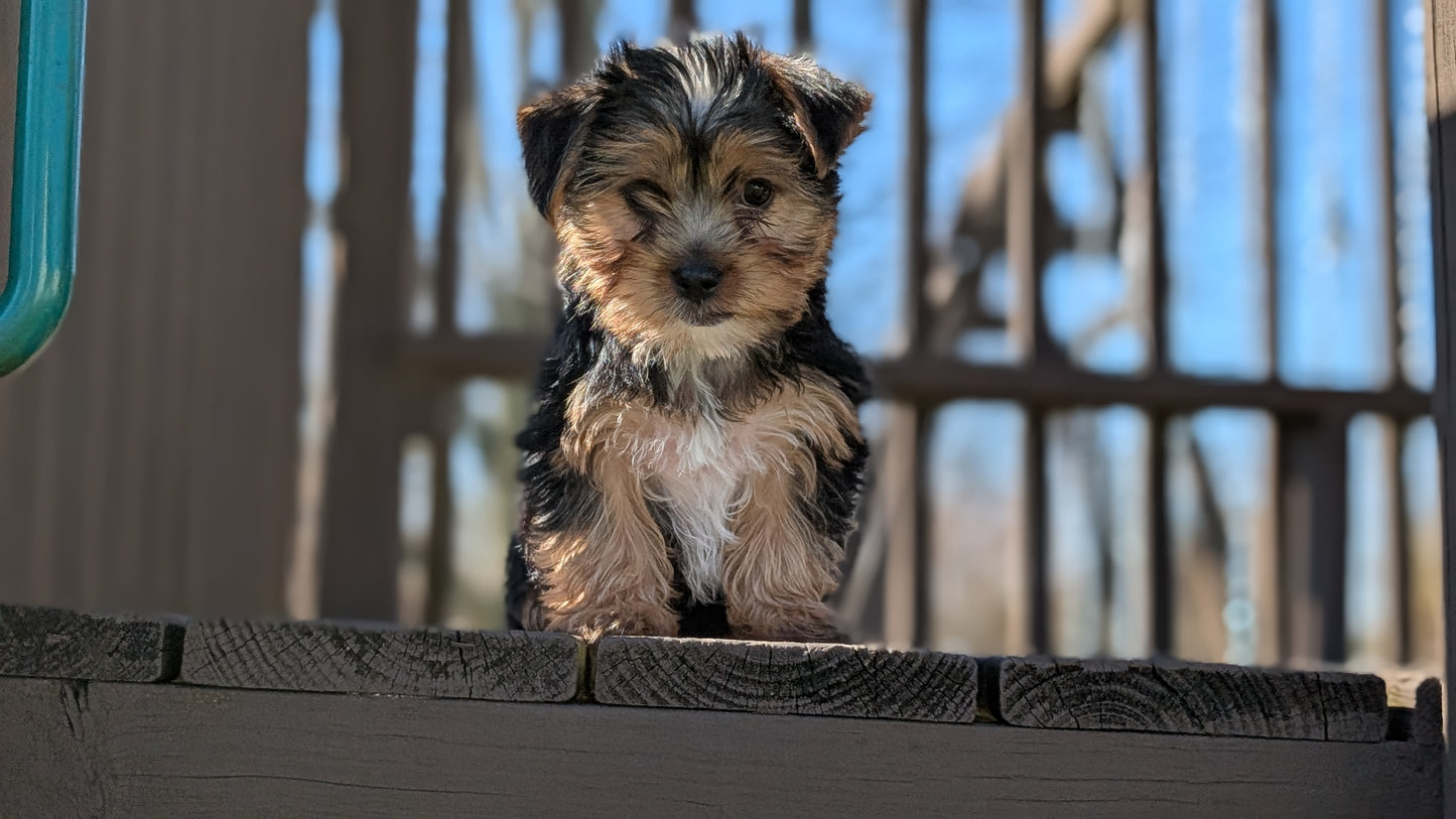 YORKSHIRE TERRIER (DEC 24) MALES