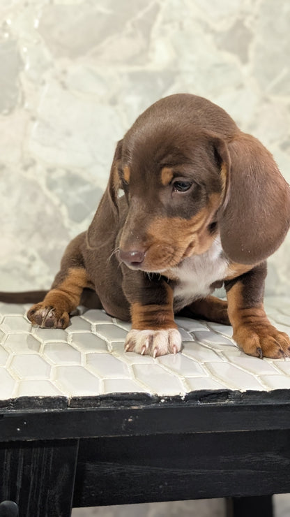 MINI DACHSHUND (MAR 23) MALES