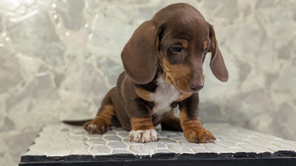 MINI DACHSHUND (MAR 23) MALES