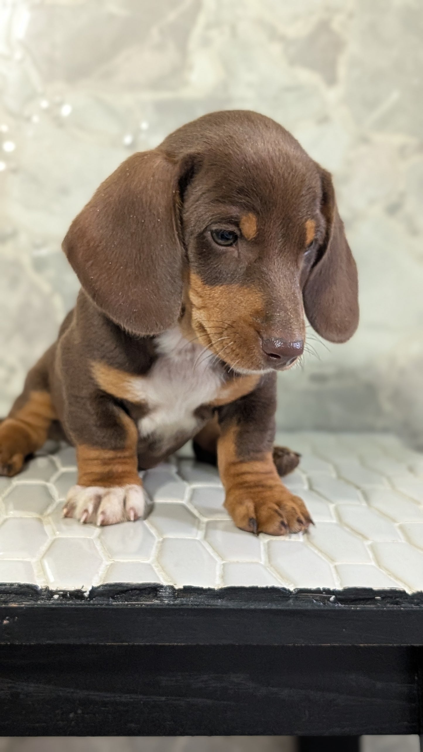 MINI DACHSHUND (MAR 23) MALES