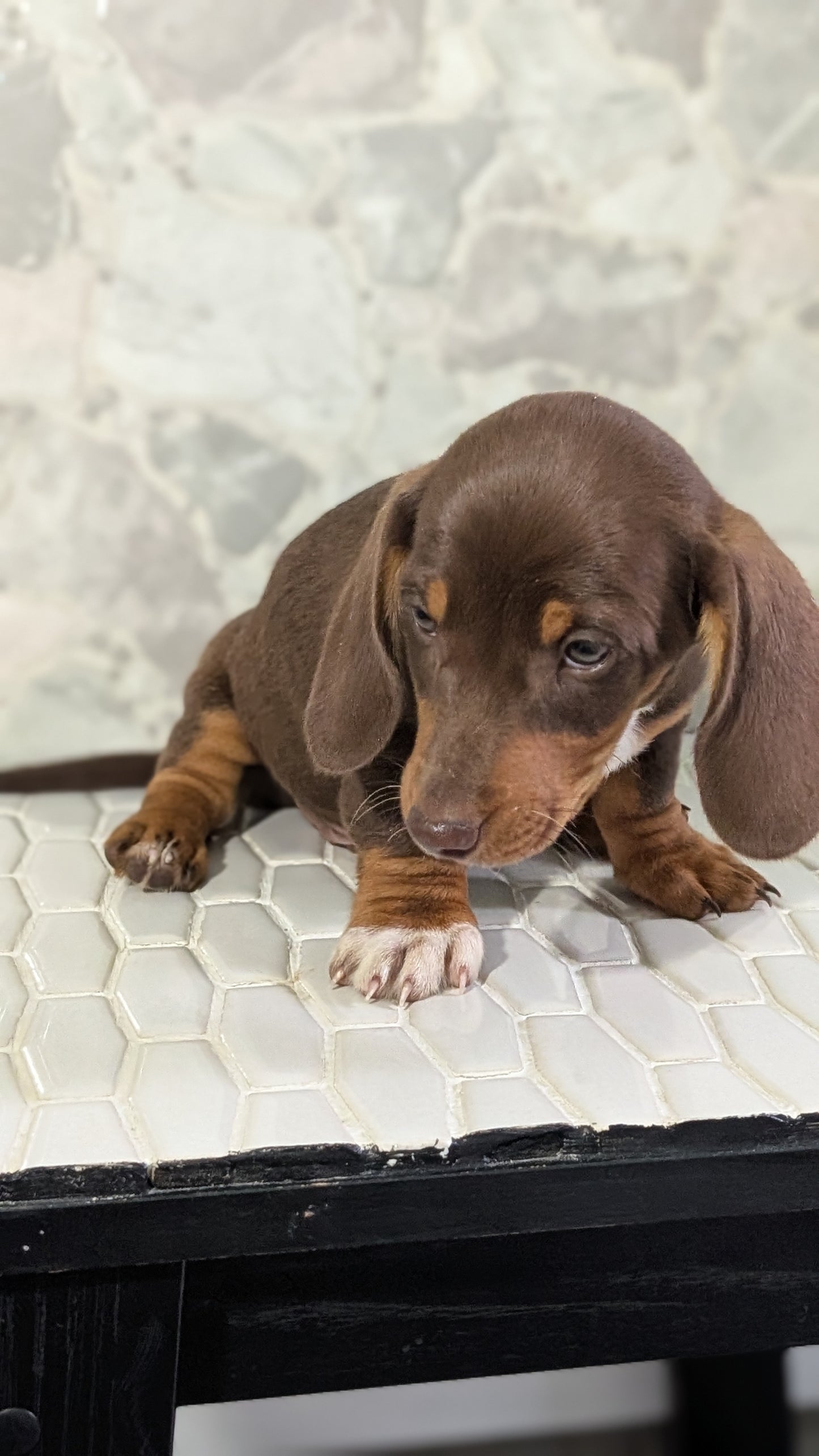 MINI DACHSHUND (MAR 23) MALES