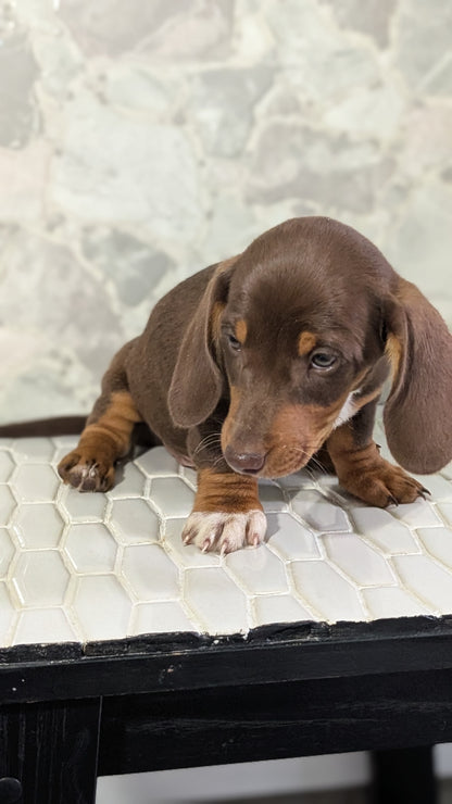 MINI DACHSHUND (MAR 23) MALES