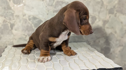 MINI DACHSHUND (MAR 23) MALES
