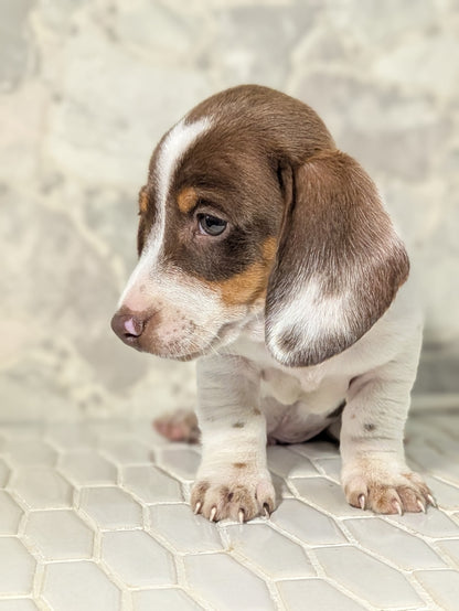 MINI DACHSHUND (MAR 23) MALES