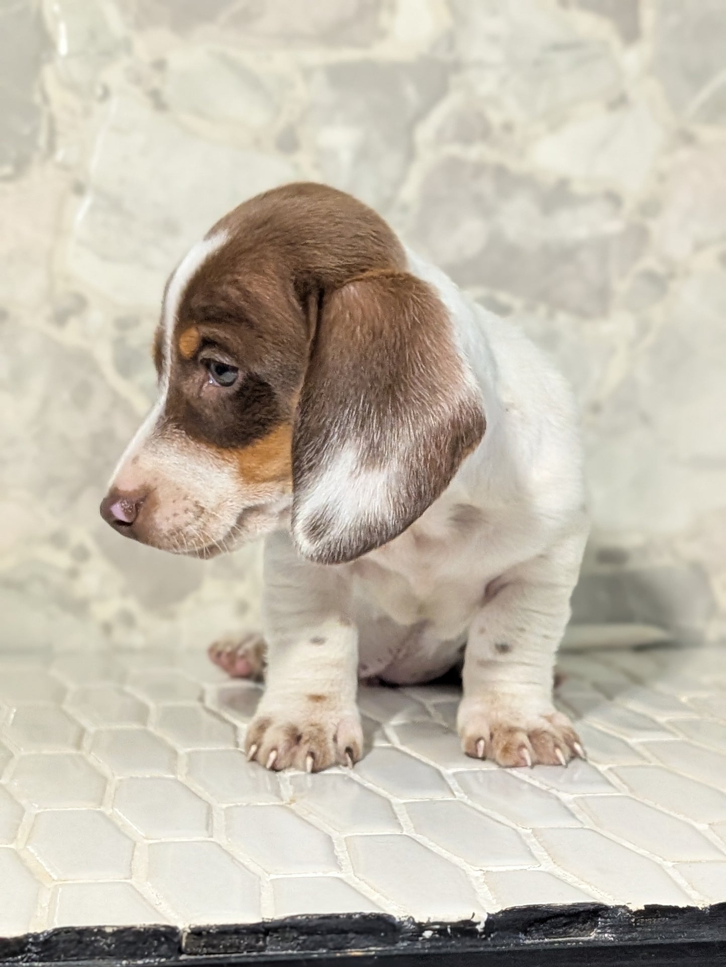 MINI DACHSHUND (MAR 23) MALES