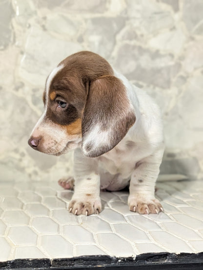 MINI DACHSHUND (MAR 23) MALES