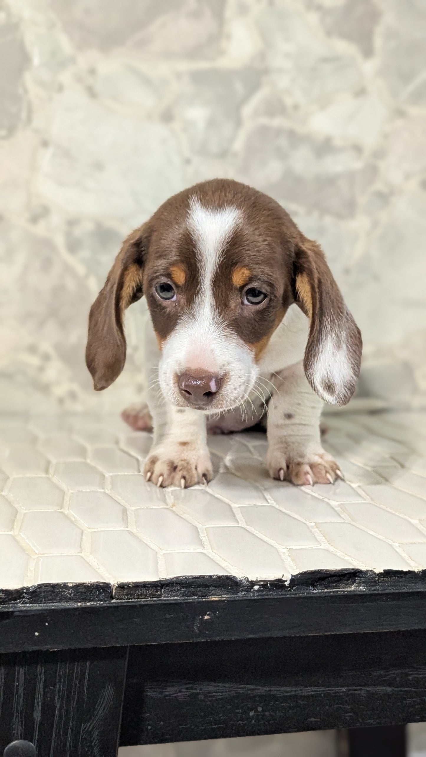 MINI DACHSHUND (MAR 23) MALES