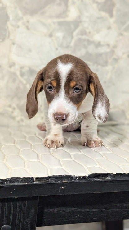 MINI DACHSHUND (MAR 23) MALES