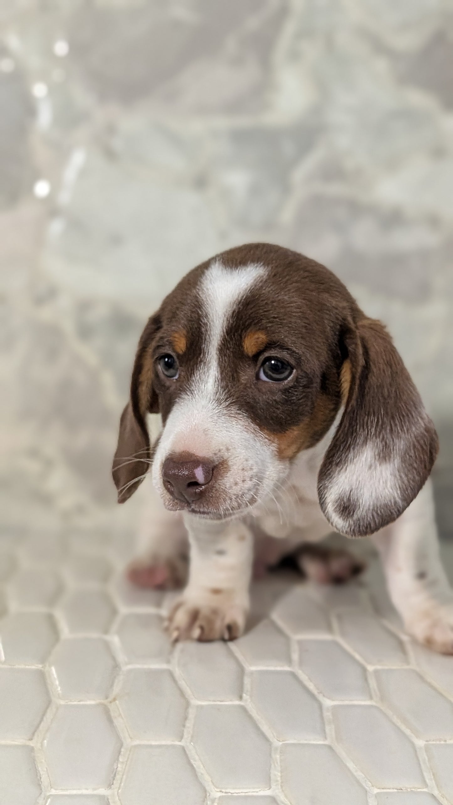 MINI DACHSHUND (MAR 23) MALES