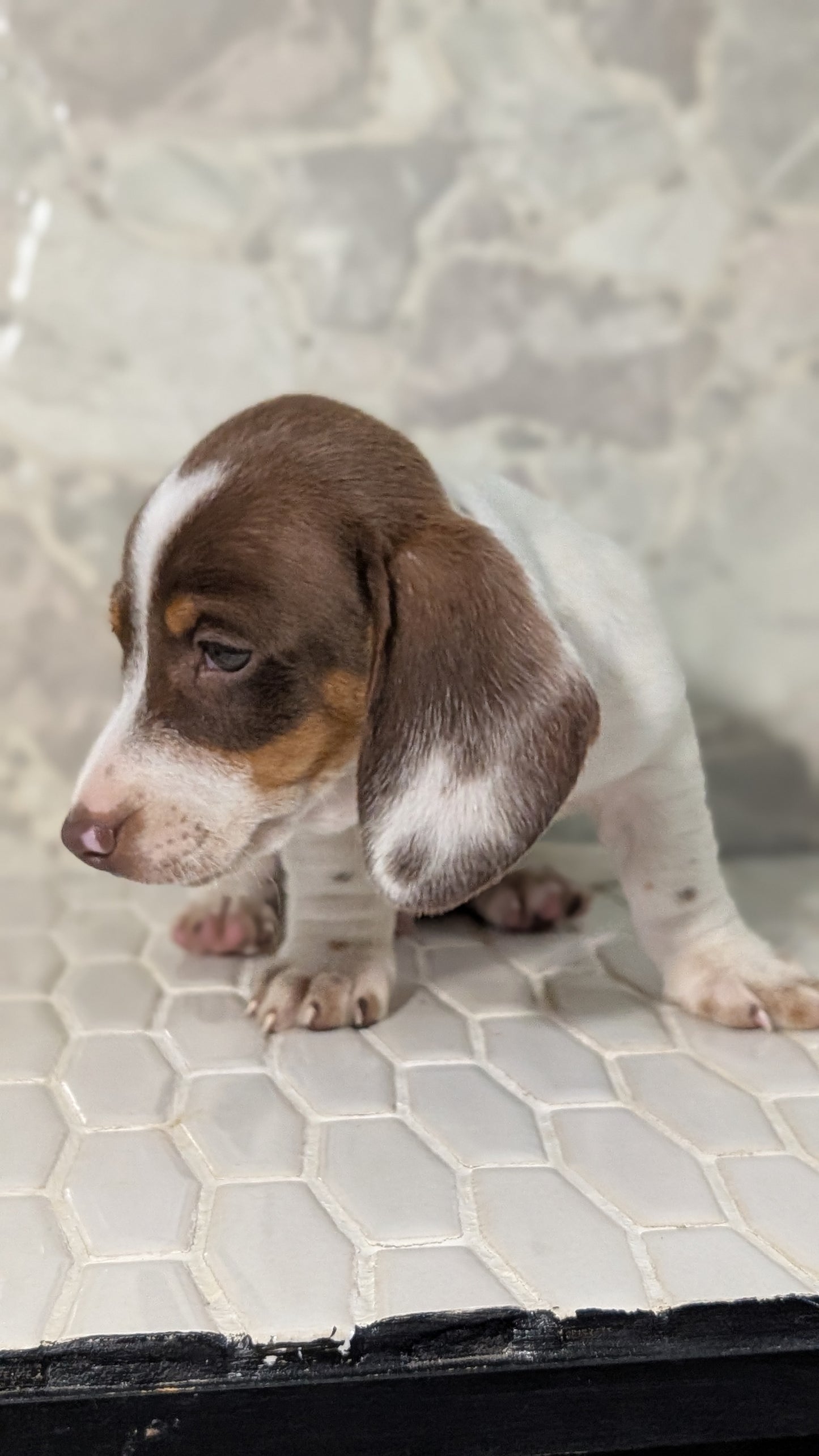 MINI DACHSHUND (MAR 23) MALES