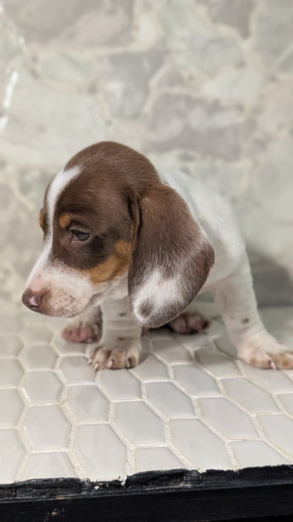MINI DACHSHUND (MAR 23) MALES