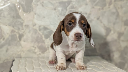 MINI DACHSHUND (MAR 23) MALES
