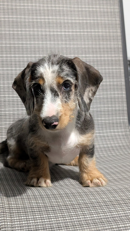MINI DACHSHUND (JUN 04) FEMALES