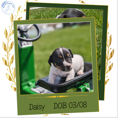 JACK RUSSELL TERRIER (03/08) FEMALE