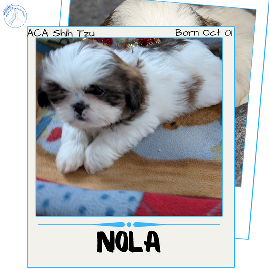 SHIH TZU (10/08) FEMALE