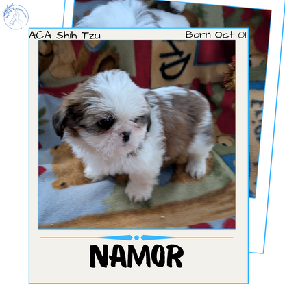 SHIH TZU (10/08) MALE