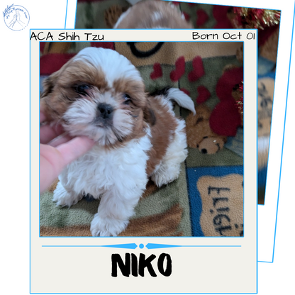 SHIH TZU (10/08) MALE