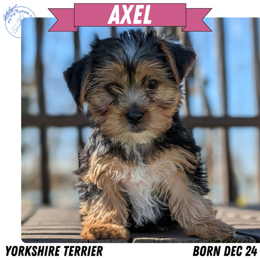 YORKSHIRE TERRIER (DEC 24) MALES