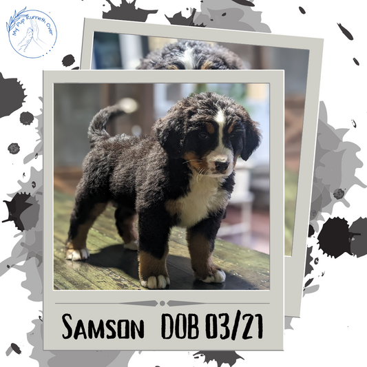 BERNESE MOUNTAIN DOG (03/21) MALE