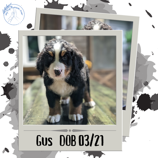 BERNESE MOUNTAIN DOG (03/21) MALE