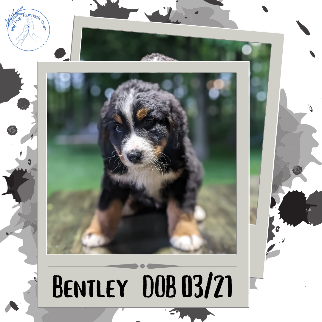 BERNESE MOUNTAIN DOG (03/21) MALE
