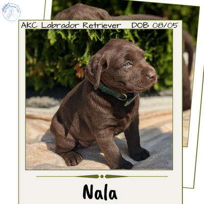 LABRADOR RETRIEVER (08/05) FEMALE