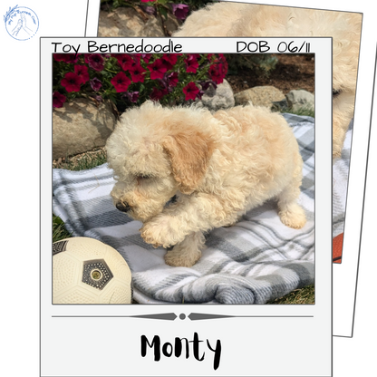 TOY BERNEDOODLE (06/11) MALE