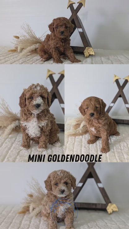 MINI GOLDENDOODLE (03/28) MALE
