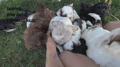 SHIHPOO (07/26) FEMALE