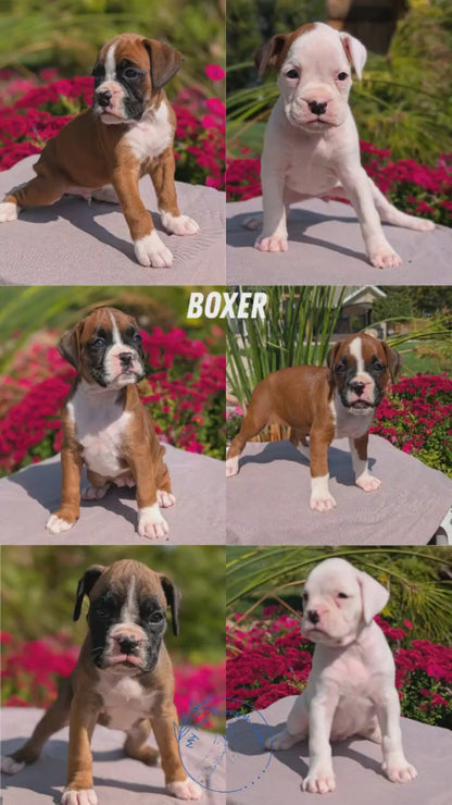BOXER (08/20) FEMALE