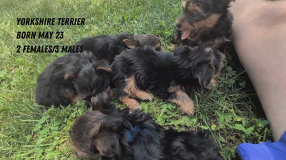 YORKSHIRE TERRIER (05/23) MALE