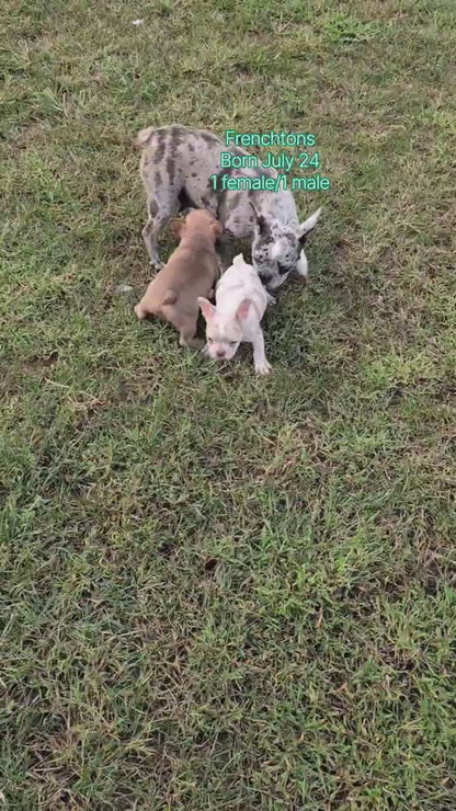 FRENCHTON (JUL 24) 1 FEMALE/1 MALE