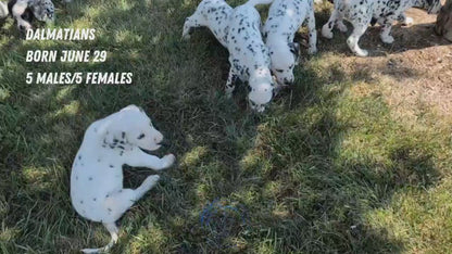 DALMATIAN (JUN 29) MALES