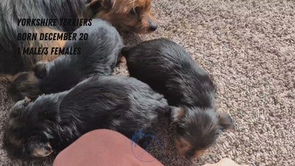 YORKSHIRE TERRIER (DEC 20) FEMALES