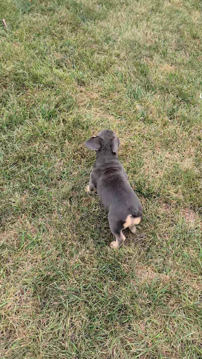 FRENCH BULLDOG (05/23) MALE
