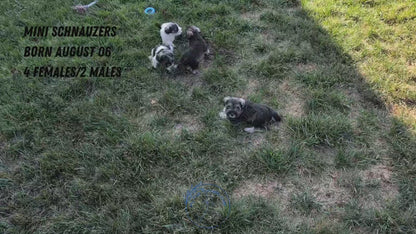 MINI SCHNAUZER (08/06) FEMALE