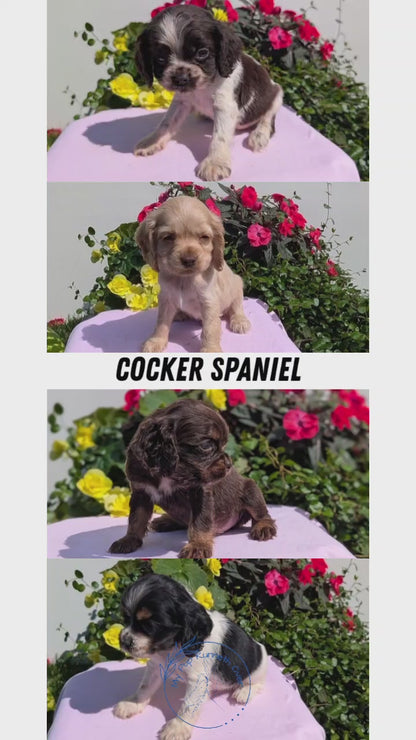 COCKER SPANIEL (07/16) FEMALE