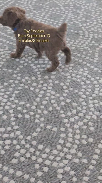TOY POODLE (SEP 10) 4 MALES/2 FEMALES