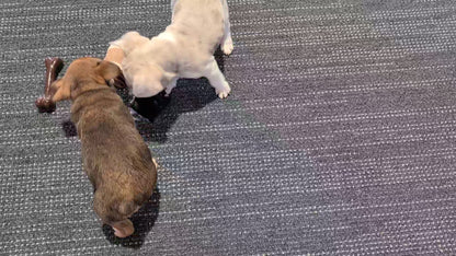 FRENCH BULLDOG (OCT 08) FEMALES