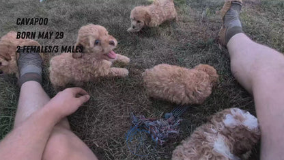 CAVAPOO (05/29) MALE